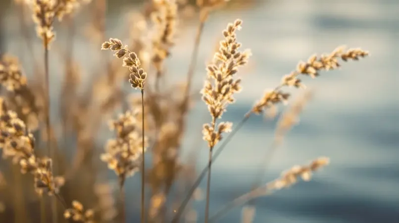 芦苇的诗意封面 - 河岸风声影像